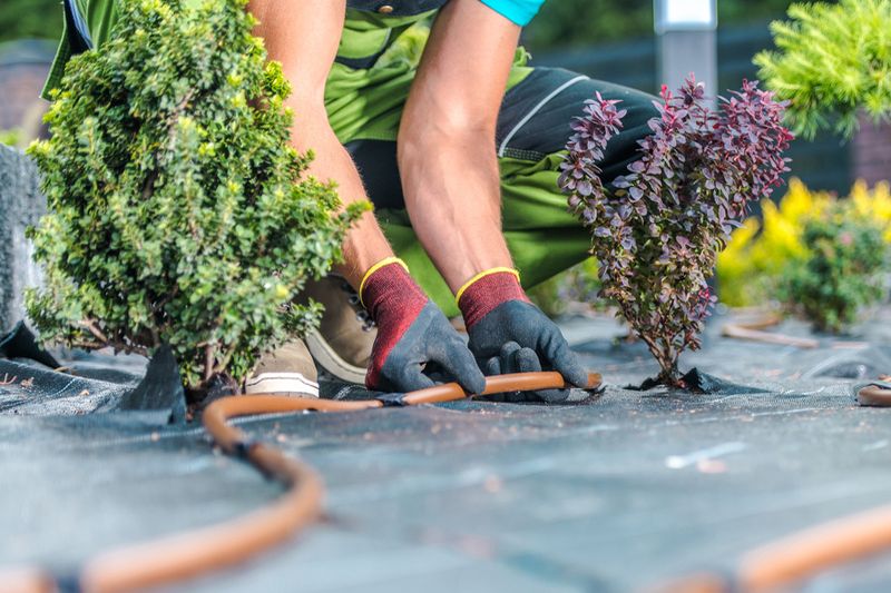 Snajder Anikó kertépítés